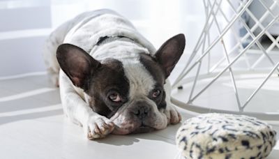 French Bulldog Does Most Precious Little Dance When Asking Human to Play