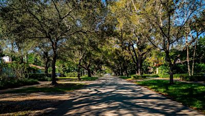 Trees may be new measure of privilege in Miami-Dade. It’s easy to spot the have-nots | Opinion