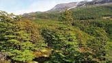 Climate Change Plays Havoc with Trees’ Internal Clocks