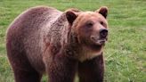 Grizzly bear injures man during 'surprise encounter' in Grand Teton National Park