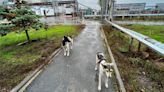 O que podemos aprender com os cães selvagens de Chernobyl
