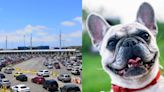 ¡Atención tijuanenses! Anuncian nuevas reglas para cruzar con tu mascota a Estados Unidos