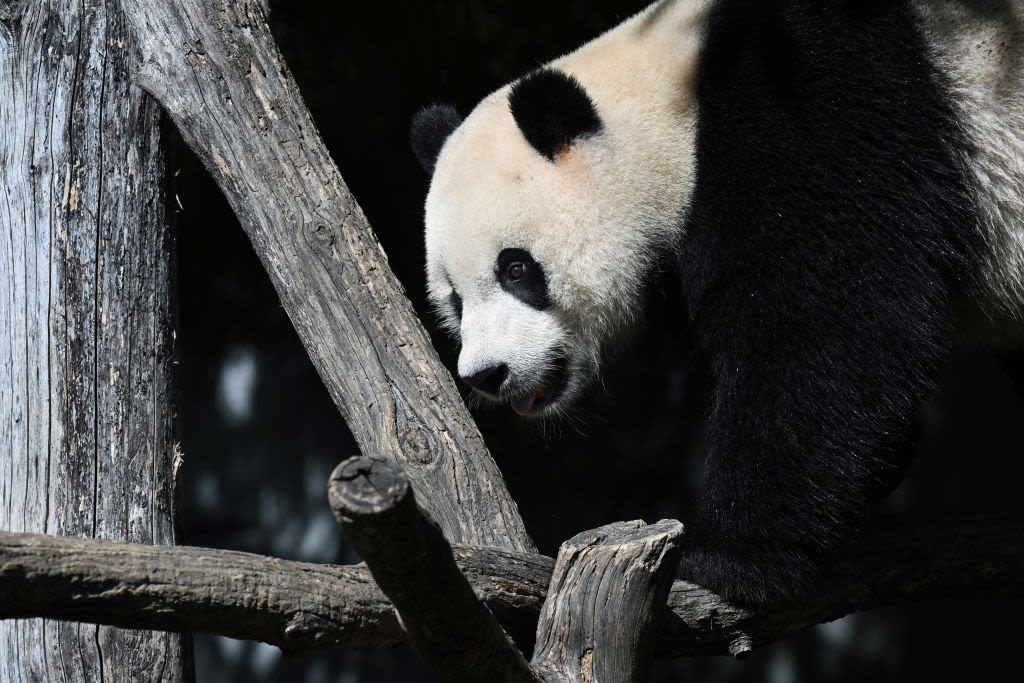 What We Know About Giant Pandas Arriving in the U.S.