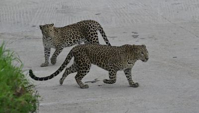 South India’s first leopard safari opens at Bannerghatta Biological Park