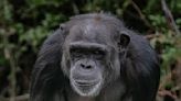 World's 'Rarest' Chimp Born at U.K. Zoo, Offering 'Hope' for 'Critically Endangered' Animal