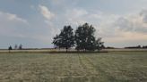 Why the province is protecting these trees during Hwy. 3 construction