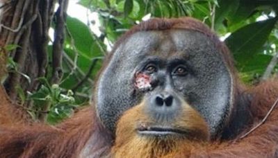 Scientists Shocked After Orangutan Heals Injury with Medicinal Plant — a First-Documented Incident for Wild Animals