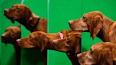 Reporter's notebook: At the Olympics for dogs, there's nothing but 'applaws'