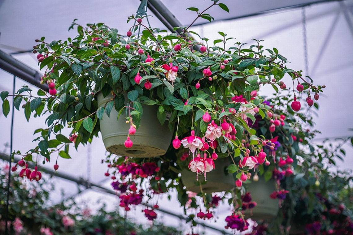 Answers to the most-asked gardening questions about hanging baskets, hot spots in the yard