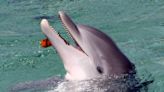 University of Florida scientists discover a dolphin with highly pathogenic avian influenza