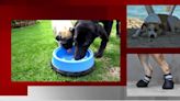 FWACC shares advice for protecting animals from high temps