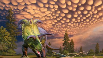 Descubierto ‘Loki’, un nuevo dinosaurio con cuernos gigantes de hace 78 millones de años