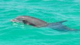 Dead Florida dolphin was infected with highly pathogenic bird flu
