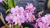 How to Know When It's Time to Repot an Orchid