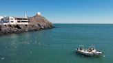 Pesca de camarón en norte de México amenaza a la disminuida población de la vaquita marina