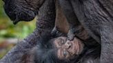 Extraño chimpancé nace en zoológico de Inglaterra a la vista de asombrados visitantes