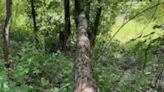 Beaver causes power outage in NE Portland, overcoming safeguards against ‘wildlife interference’