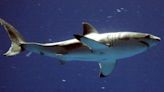 Beach weather is here and so are sharks. Scientists say it's time to look out for great whites.