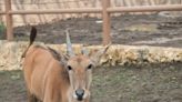 One-Horned Antelope Still Missing After Escaping Massachusetts Zoo