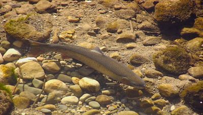 Here’s why steelhead trout’s endangered status could pump life into Southern California rivers