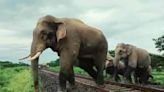 Wild elephant strays into Totapara tea estate of Jalpaiguri and ravages shop, houses