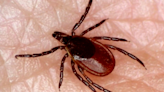 Outdoors expert shares how to avoid ticks in Central Illinois
