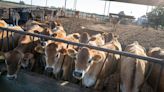 Dairy cows, which consume a significant amount of water, gather at a farm on July 05, 2022 in Visalia, California. According to a new report by the U.S. Drought Monitor, more than 97% of the...