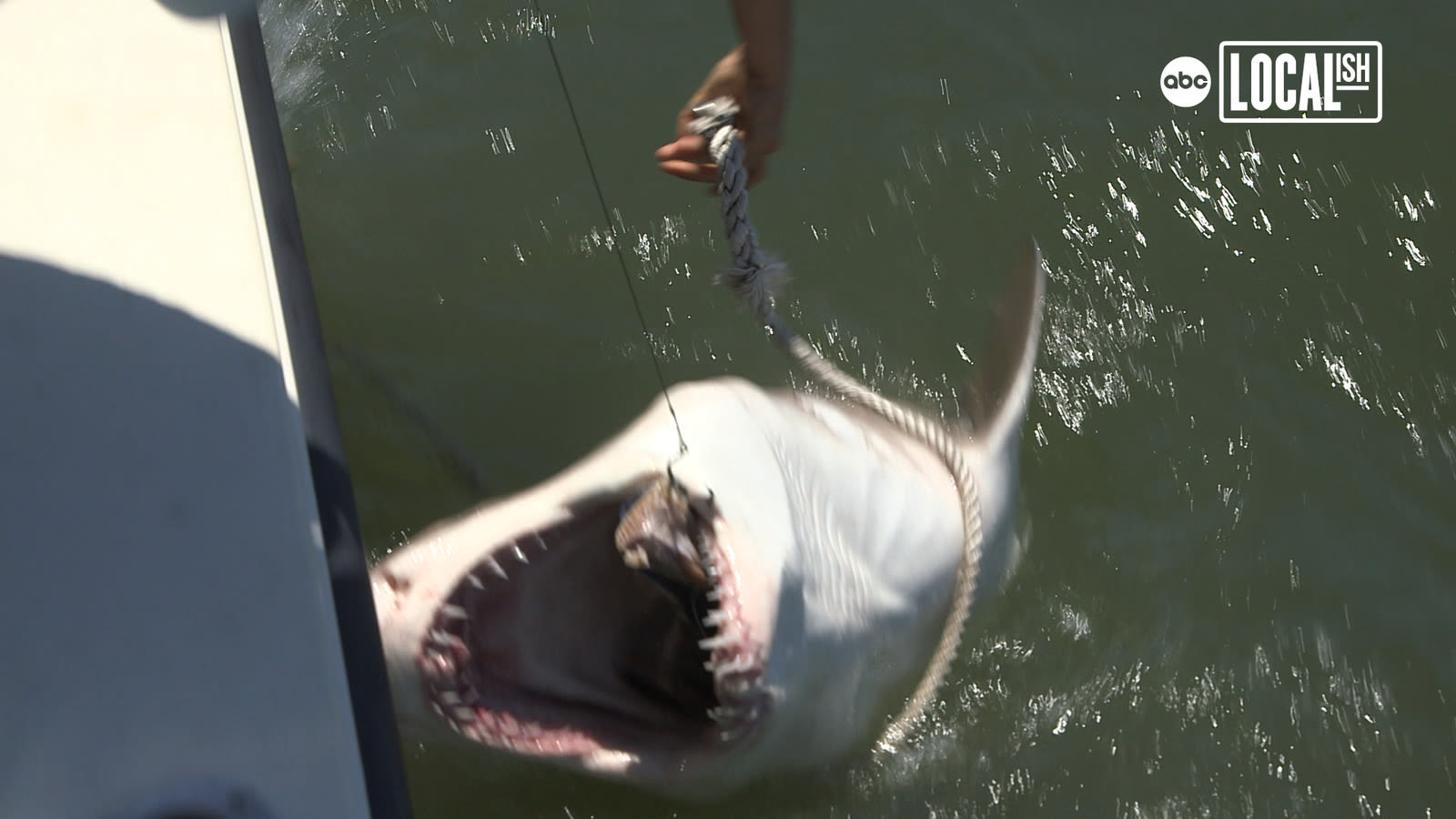 Off the coast of New York is a baby white shark nursery