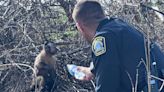 Kentucky police officers reunite missing capuchin monkey with his family after crash
