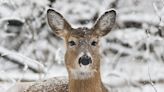 Pet Deer All Dressed Up for Christmas Has People Talking