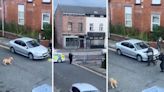 Police issue update after 'dangerous' XL Bully shot dead in street
