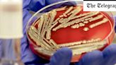 E. coli blamed on weather as food poisoning doubles