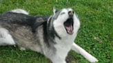 Hysterics as woman tries "gentle parenting" her Husky throwing a tantrum