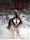 Sled Dogs (film)