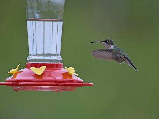 Time to put out your sweet feeders: Michigan’s ruby-throated hummingbirds are back