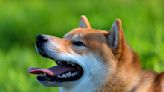 Shiba Inu dethrones Cardano as it joins the top tens by market cap: SHIB up 18% | Invezz