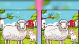 Spot 7 Differences In This Sheep-lamb Portrait In 15 Seconds - News18