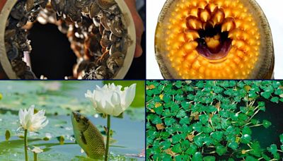 Great Lakes' worst invasive species ranked in new study, from zebra mussels to grass carp