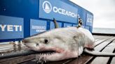 Great white sharks love Florida and OCEARCH is coming down to study, tag them