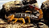 Scorpion stows away from Kenya to Ireland in woman's luggage