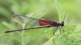 Everything to know about the American Rubyspot