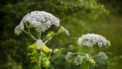 What is giant hogweed? How to spot toxic plant that can cause burns