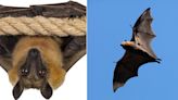 Descubrimiento asombroso: Los murciélagos poseen habilidades cognitivas ‘humanas’