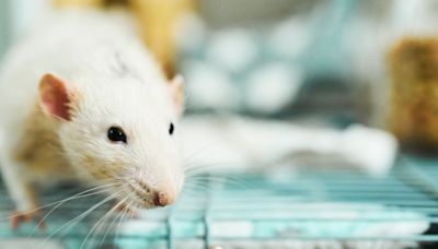 Les rats seraient capables de reconnaître différents sons selon une étude