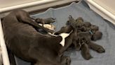 Great Dane gives birth to 15 pups, a record at North Carolina rescue