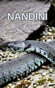 Nandini