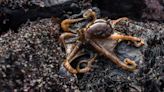 Marine Biologist Called 'Beautiful Human' for Rescuing Octopus Stranded in Tide Pool