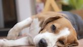 Chronic Kidney Disease in Dogs: Symptoms, Causes, & Treatments