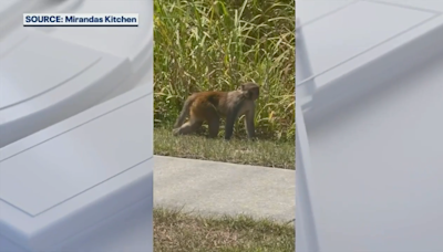 Monkey spotted roaming in Central Florida near Groveland high school - WSVN 7News | Miami News, Weather, Sports | Fort Lauderdale