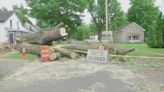 Fallen tree raises questions over who is responsible for removing it